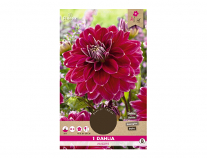 Jiřinka dekorační vysoká MALDINI 1ks