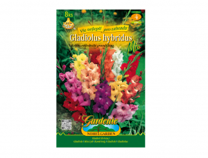 Gladiola velkokvětá, směs 8ks