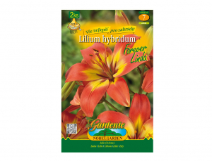Lilie, asijské hybridy FOREVER LINDA 2ks