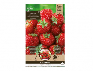 Jahodník FRAMBERRY 2ks